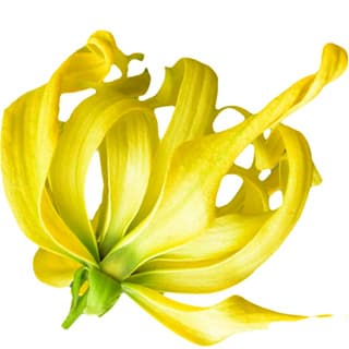 Comorian ylang-ylang