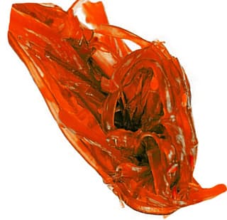 Red kelp