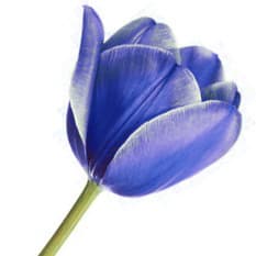 Blue tulip