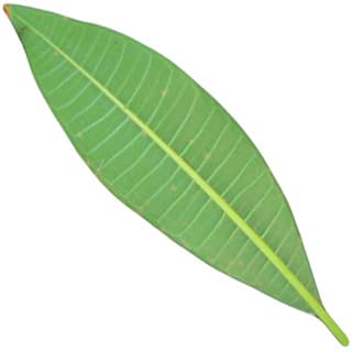 Frangipani leaf