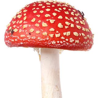 Toadstool