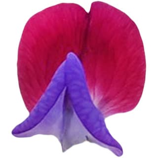 Bermuda sweet pea