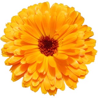 Pot marigold absolute