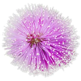 Persian mimosa
