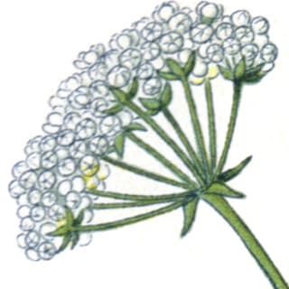 Hemlock