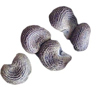 Martinique ambrette seed absolute