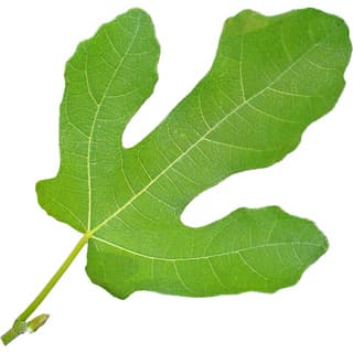 Indian fig leaf