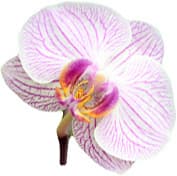 Moth orchid