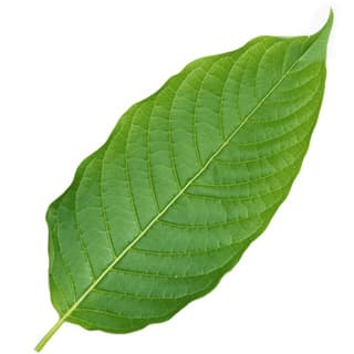 Camphor leaf