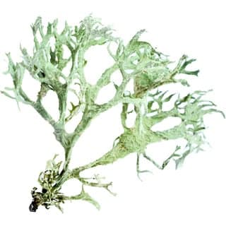 French tree moss