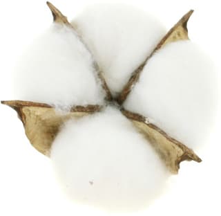 Cotton