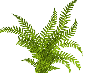 Fern