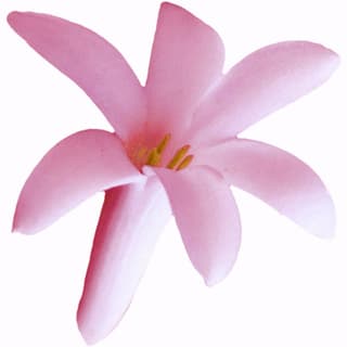 Pink tuberose