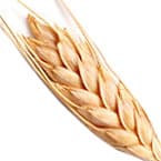 Wheat absolute