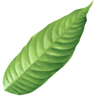 Cocoa leaf