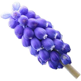 Muscari