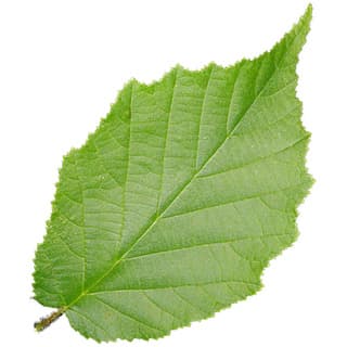 Hazelnut leaf