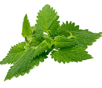 Nettle