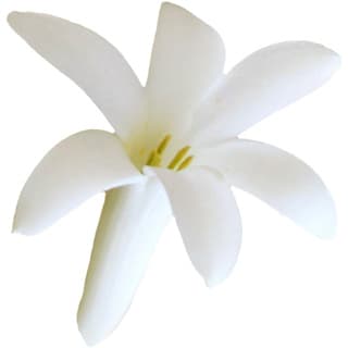 Mexican tuberose