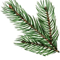 Spruce