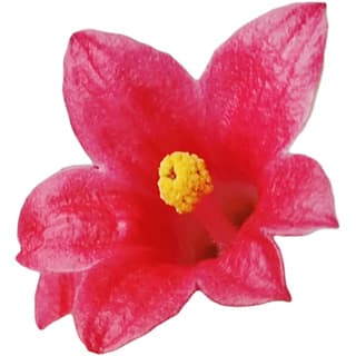 Flame tree absolute