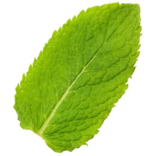 American peppermint