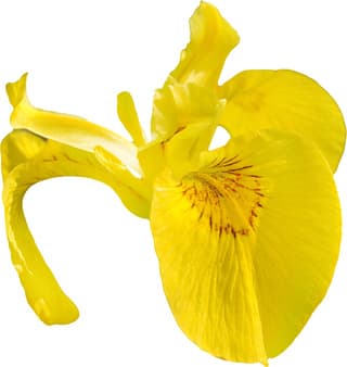 Yellow iris