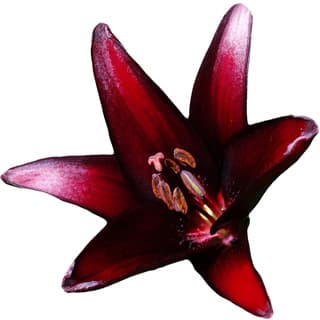 Black lily