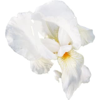 White iris