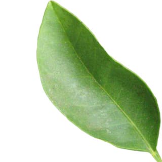 Orange tree absolute