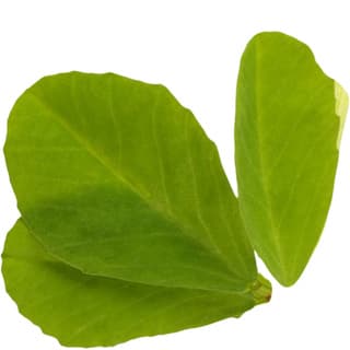 Fenugreek absolute