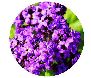 Heliotrope