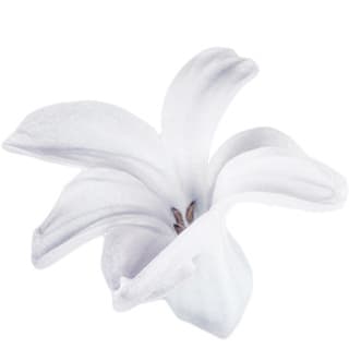 White hyacinth