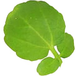 Watercress