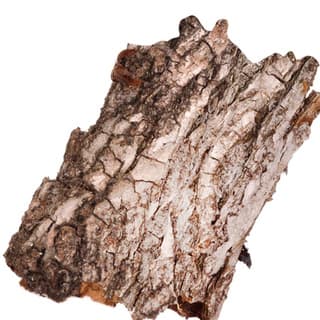 Sequoia bark