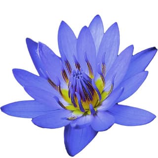 Thai blue lotus