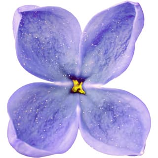 Blue lilac