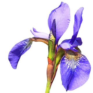 Wild iris