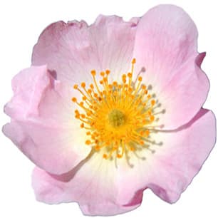 Dog rose absolute