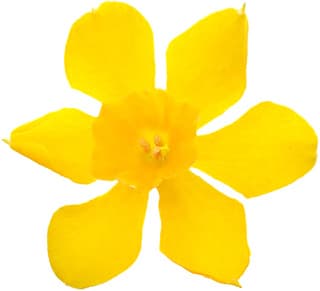 Jonquil absolute