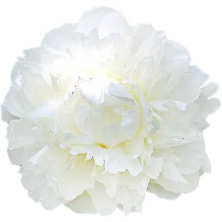 White peony