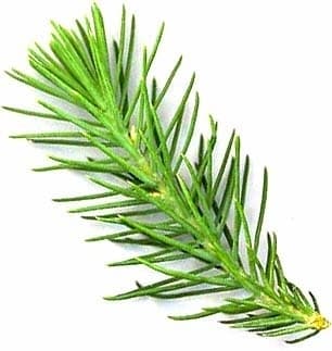 Stone pine needle