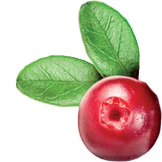 Lingonberry