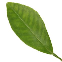 Sicilian lemon leaf