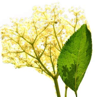 Elderflower absolute