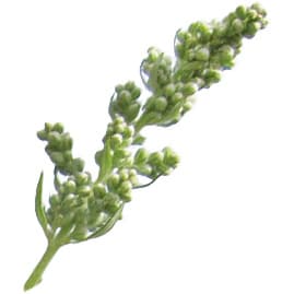 Moroccan mugwort