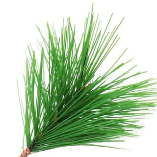Russian pine