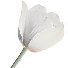 White tulip