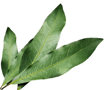 Bay leaf