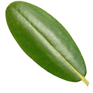 Rhododendron leaf